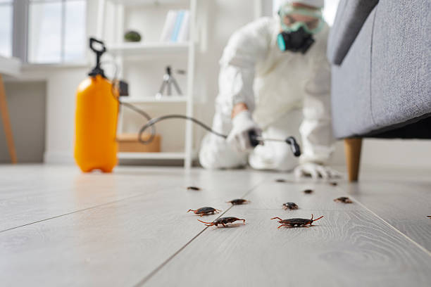 Post-Treatment Bed Bug Interceptor Monitoring in Harker Heights